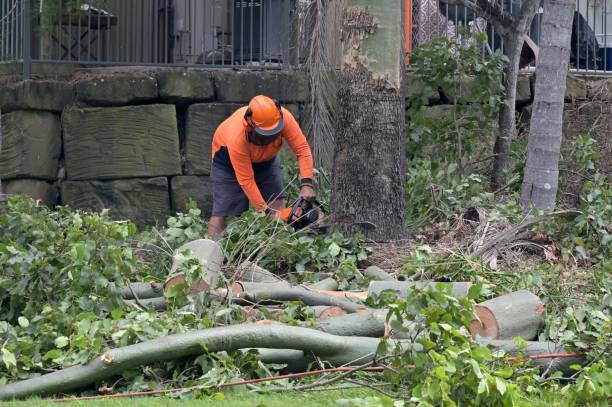 Purcellville, VA Tree Services Company